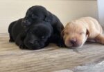 AKC Registered Lab Puppies