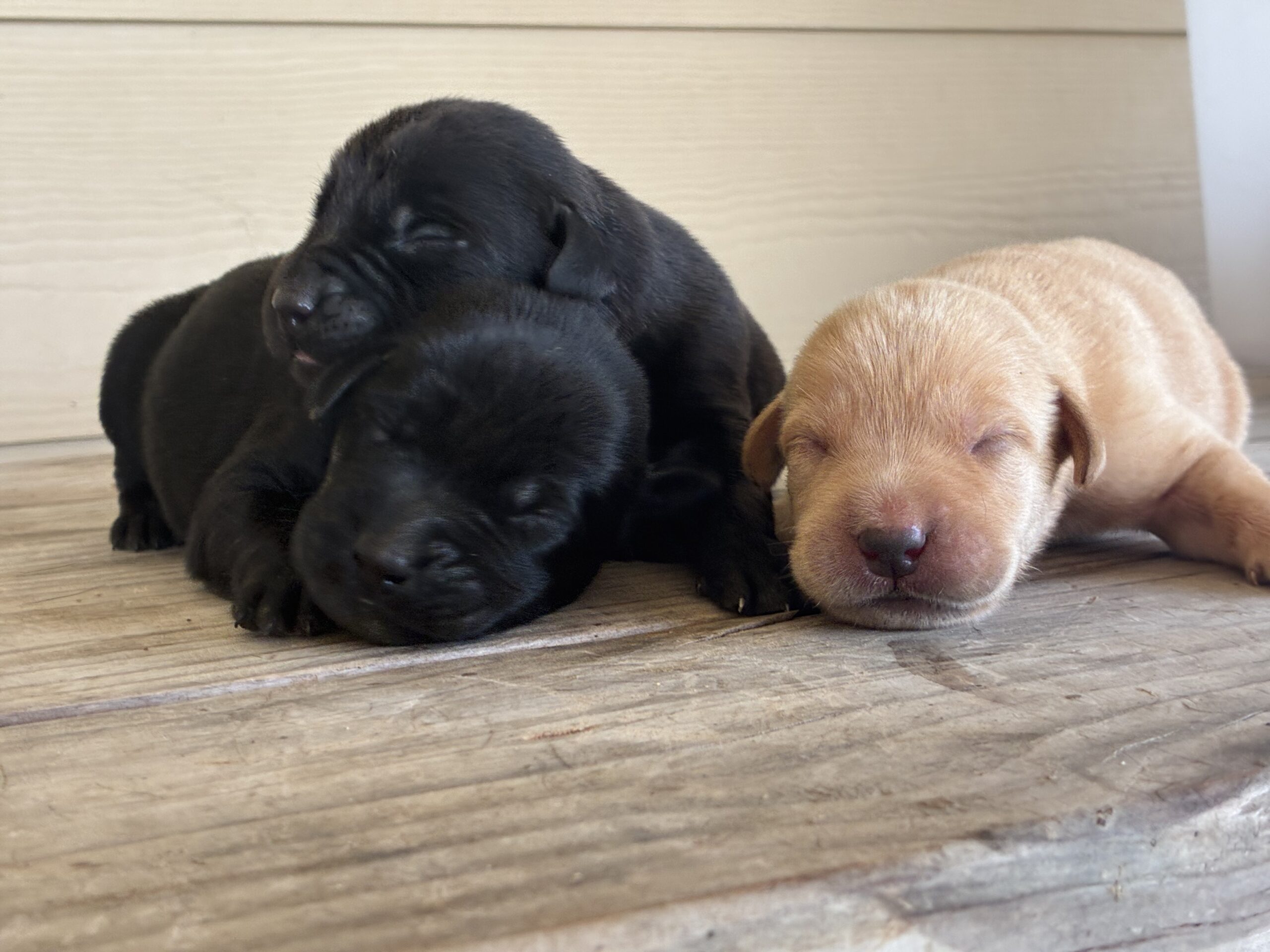AKC Registered Lab Puppies