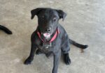 AKC Registered Lab Puppies
