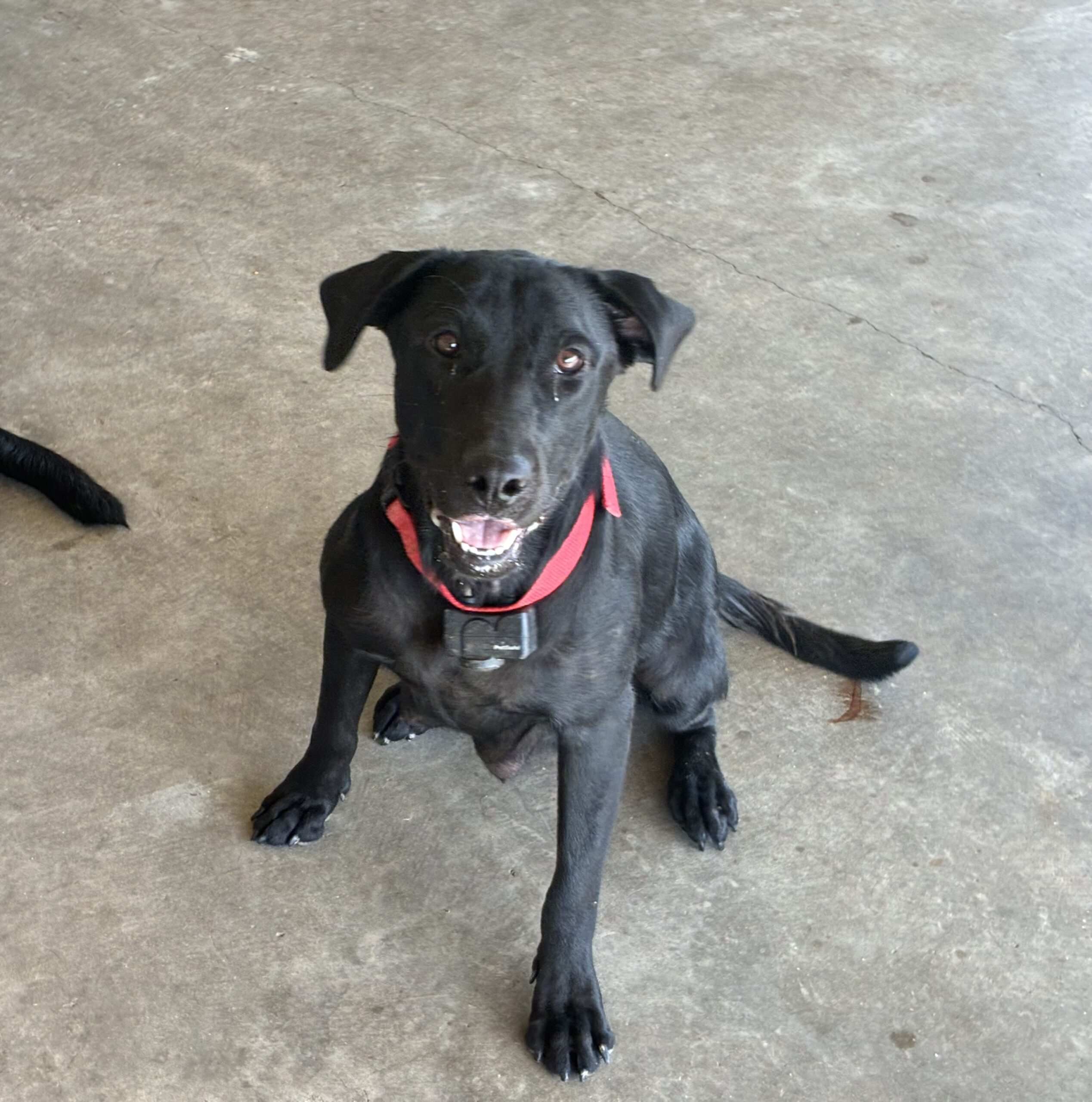 AKC Registered Lab Puppies