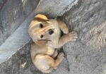 AKC UKC fox Red And Yellow Labs