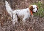 ENGLISH SETTER PUPS (Champion Lines)