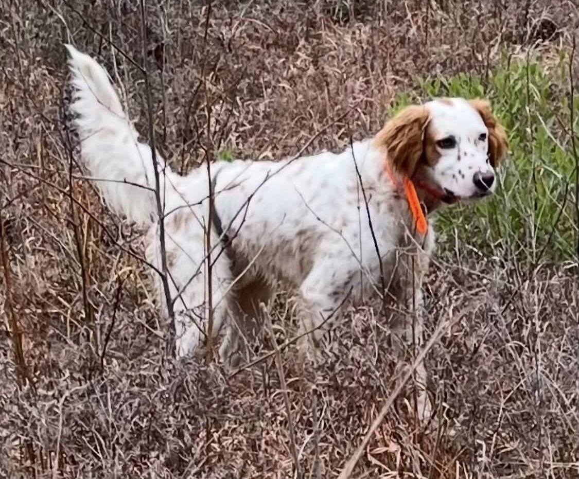 ENGLISH SETTER PUPS (Champion Lines)