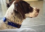 GERMAN SHORTHAIRED POINTERS (Champion Bloodlines)