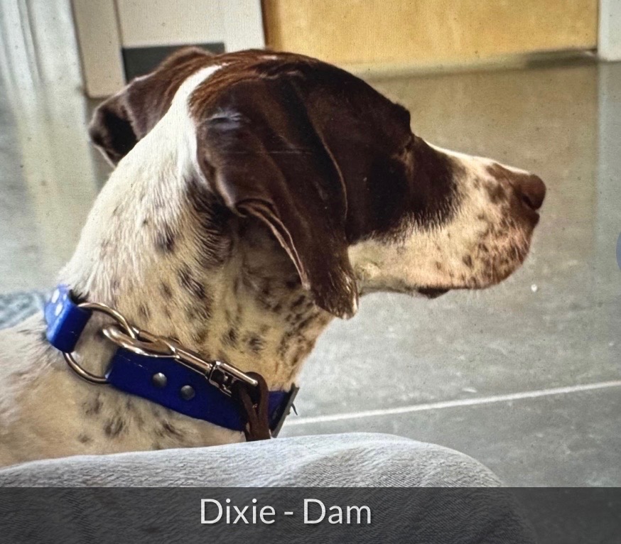GERMAN SHORTHAIRED POINTERS (Champion Bloodlines)