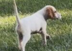 ENGLISH SETTER PUPS (Champion Lines)