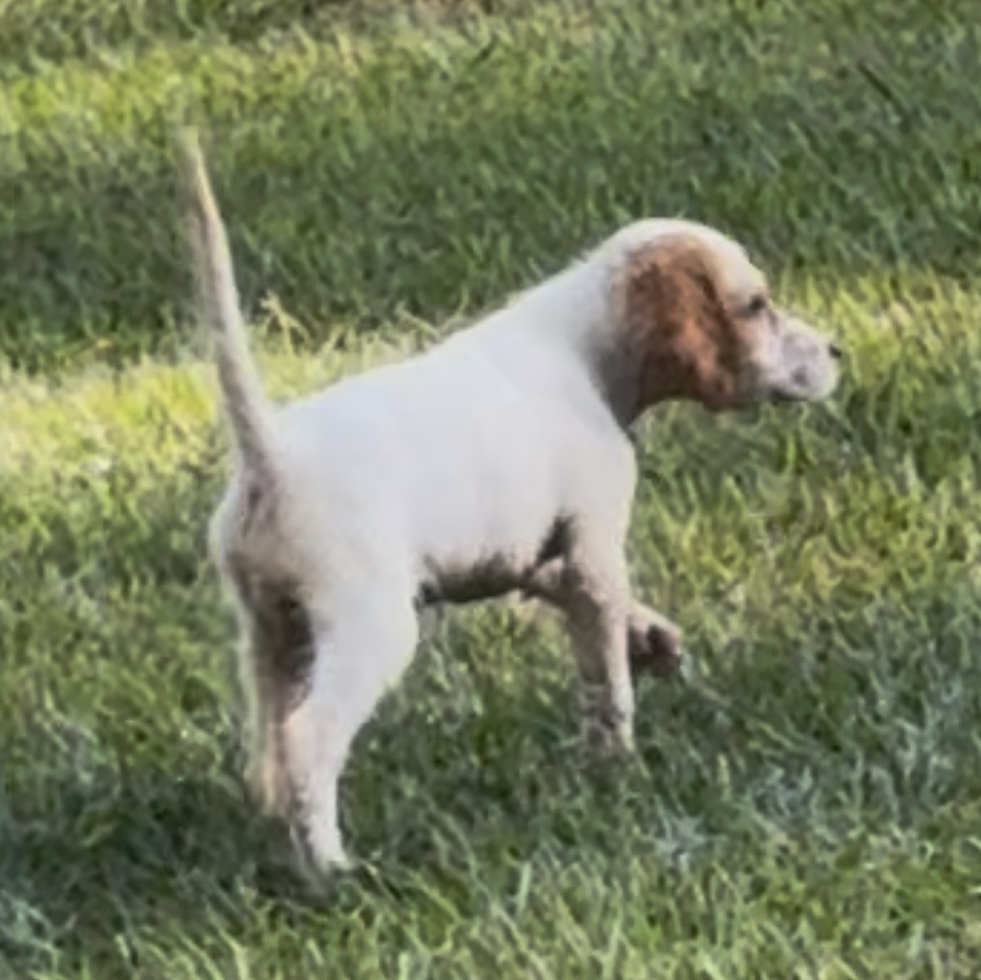 ENGLISH SETTER PUPS (Champion Lines)