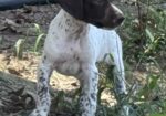 GERMAN SHORTHAIRED POINTERS (Champion Bloodlines)