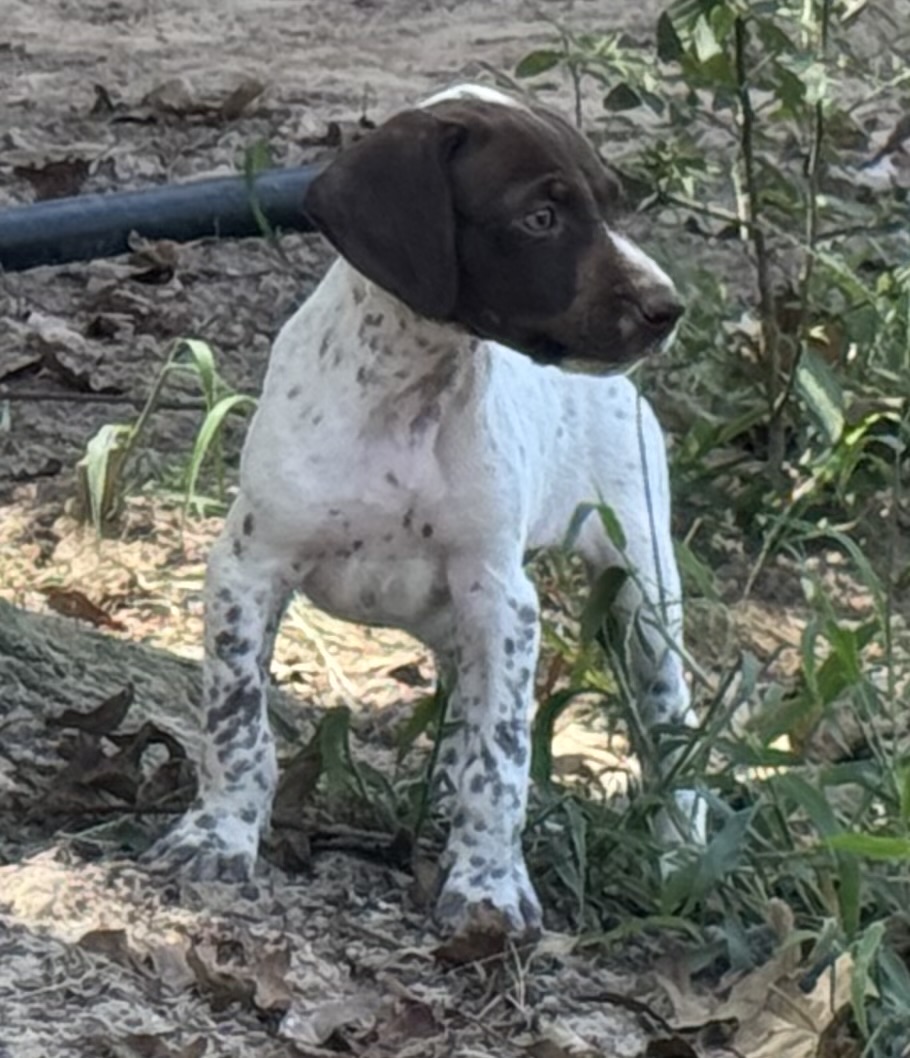 GERMAN SHORTHAIRED POINTERS (Champion Bloodlines)