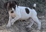 GERMAN SHORTHAIRED POINTERS (Champion Bloodlines)