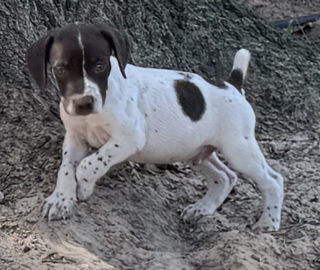 GERMAN SHORTHAIRED POINTERS (Champion Bloodlines)
