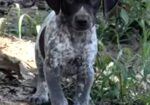 GERMAN SHORTHAIRED POINTERS (Champion Bloodlines)