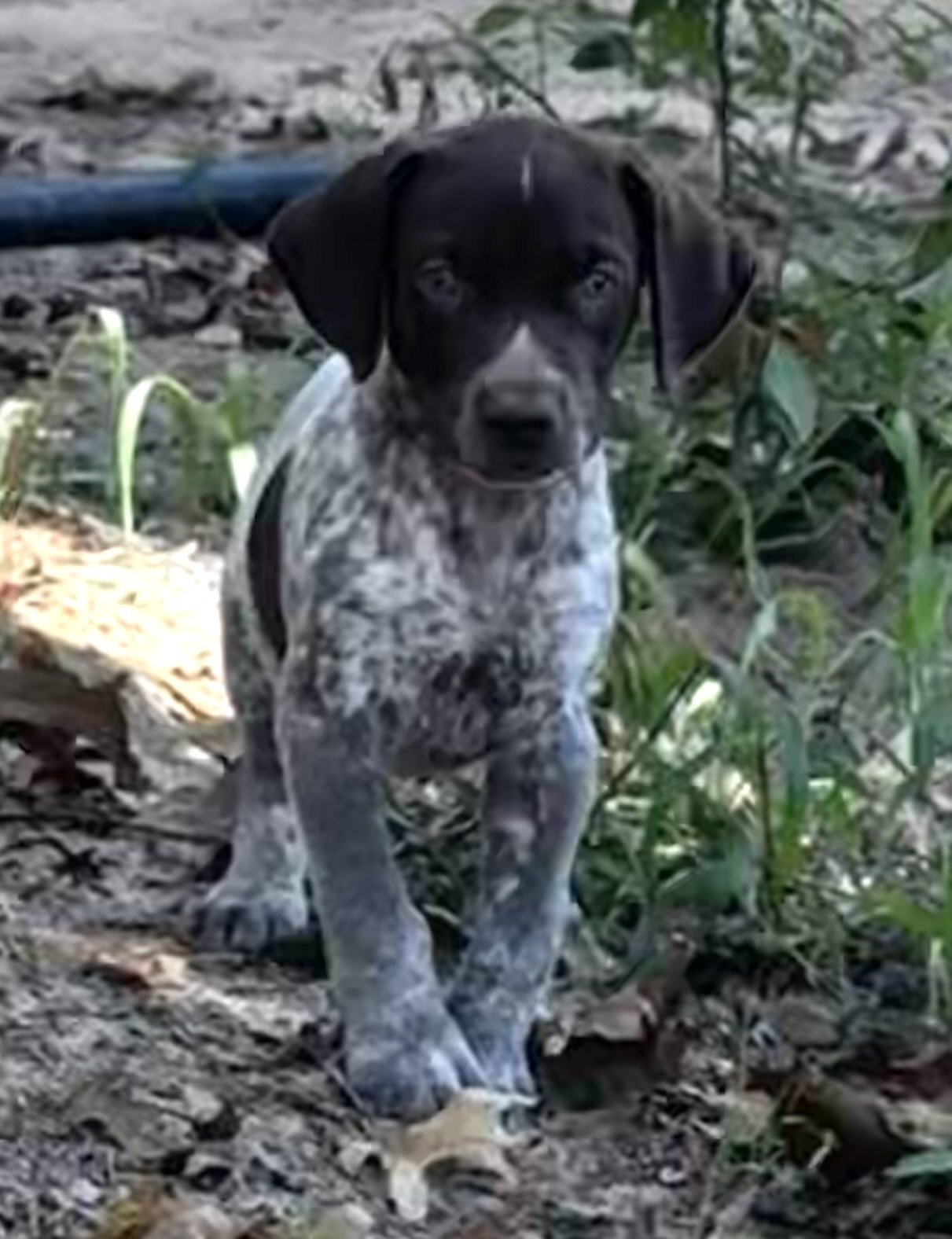 GERMAN SHORTHAIRED POINTERS (Champion Bloodlines)