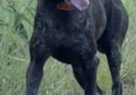 GERMAN SHORTHAIRED POINTERS (Champion Bloodlines)
