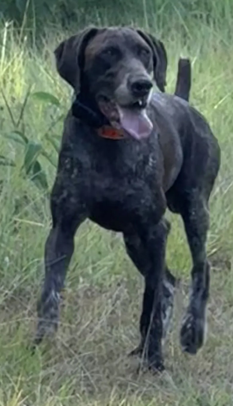 GERMAN SHORTHAIRED POINTERS (Champion Bloodlines)