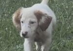 ENGLISH SETTER PUPS (Champion Lines)