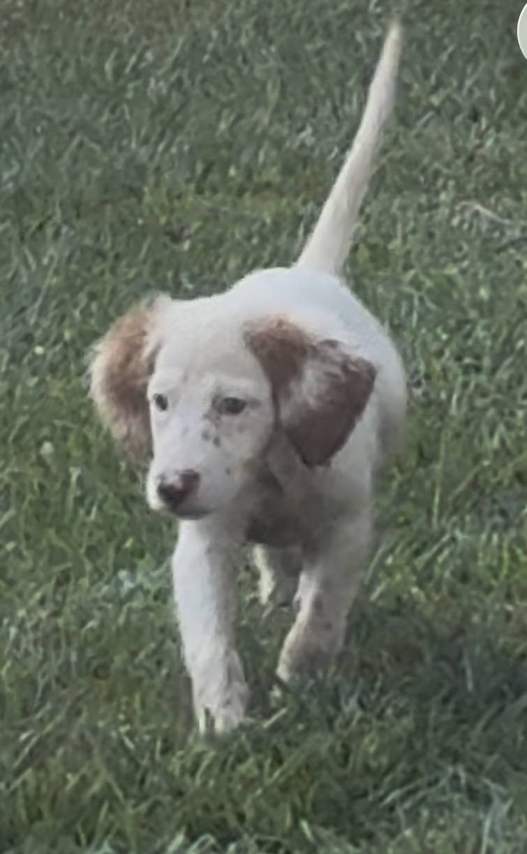 ENGLISH SETTER PUPS (Champion Lines)