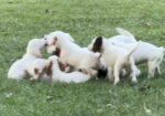 ENGLISH SETTER PUPS (Champion Lines)