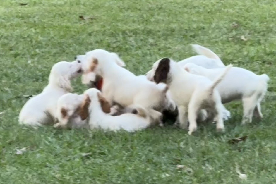 ENGLISH SETTER PUPS (Champion Lines)