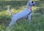 ENGLISH SETTER PUPS (Champion Lines)
