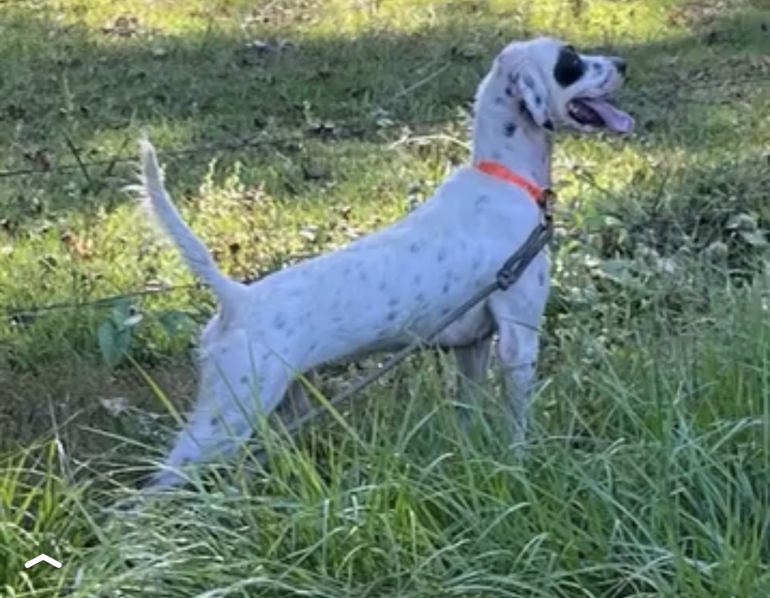 ENGLISH SETTER PUPS (Champion Lines)