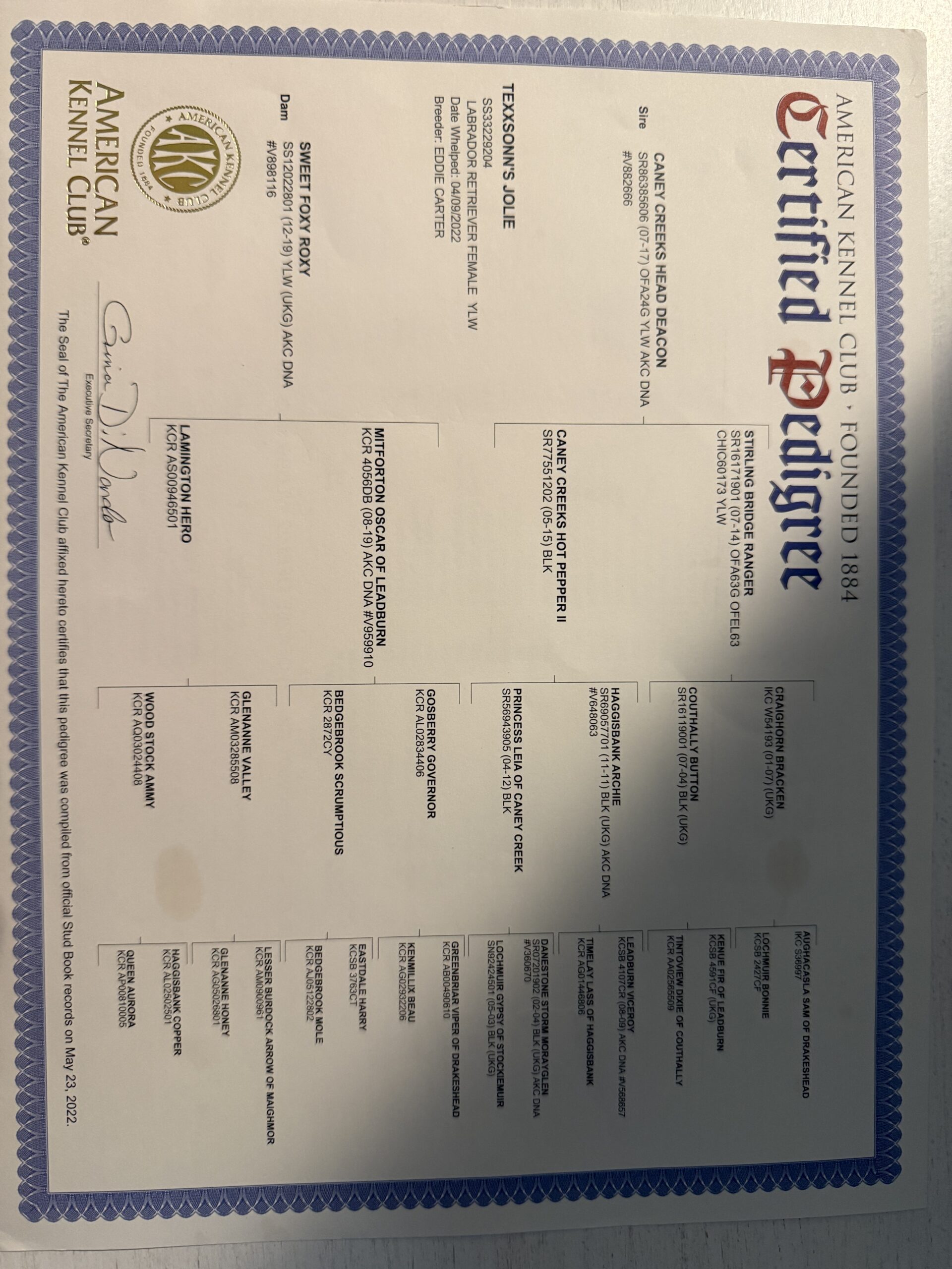 Akc registered british labs