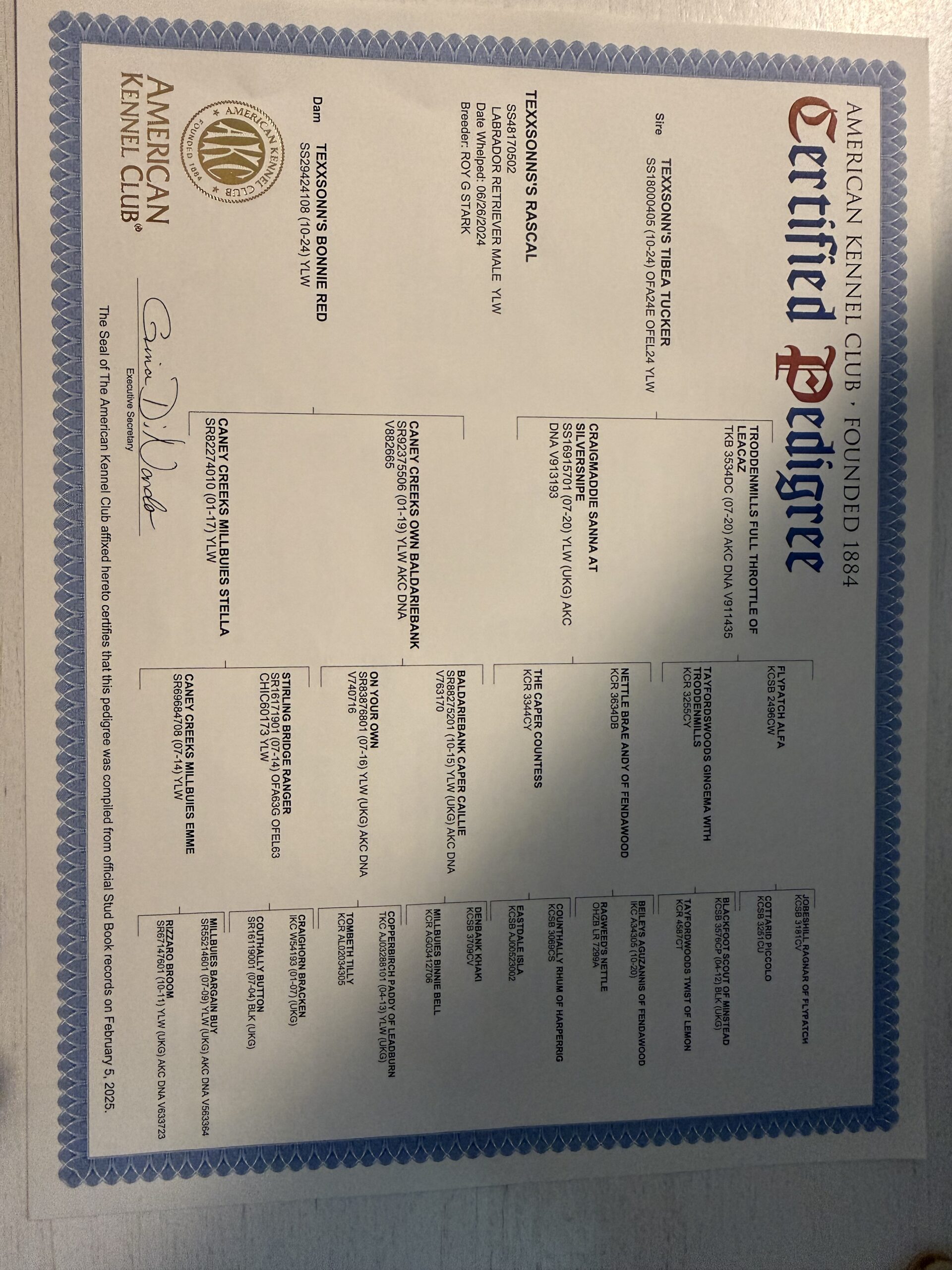 Akc registered british labs