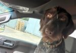 German Wirehaired Pointer