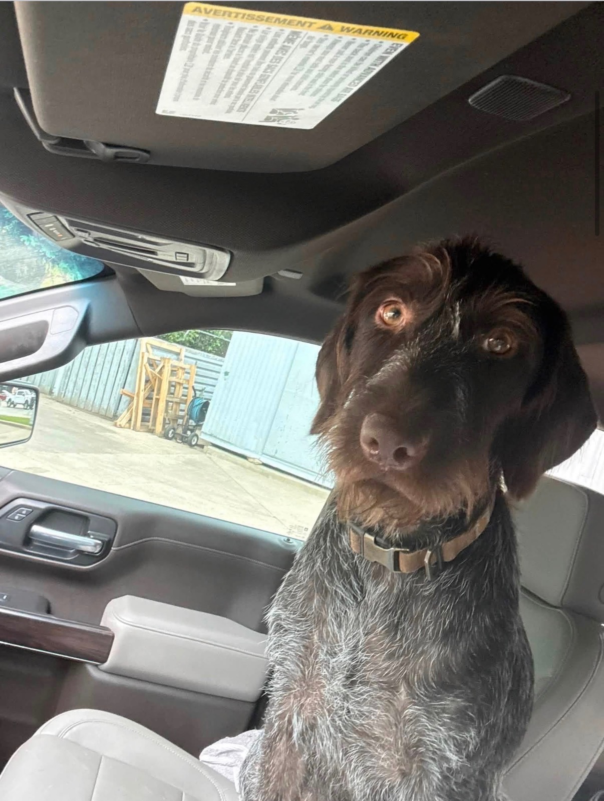 German Wirehaired Pointer