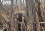 German Wirehaired Pointer