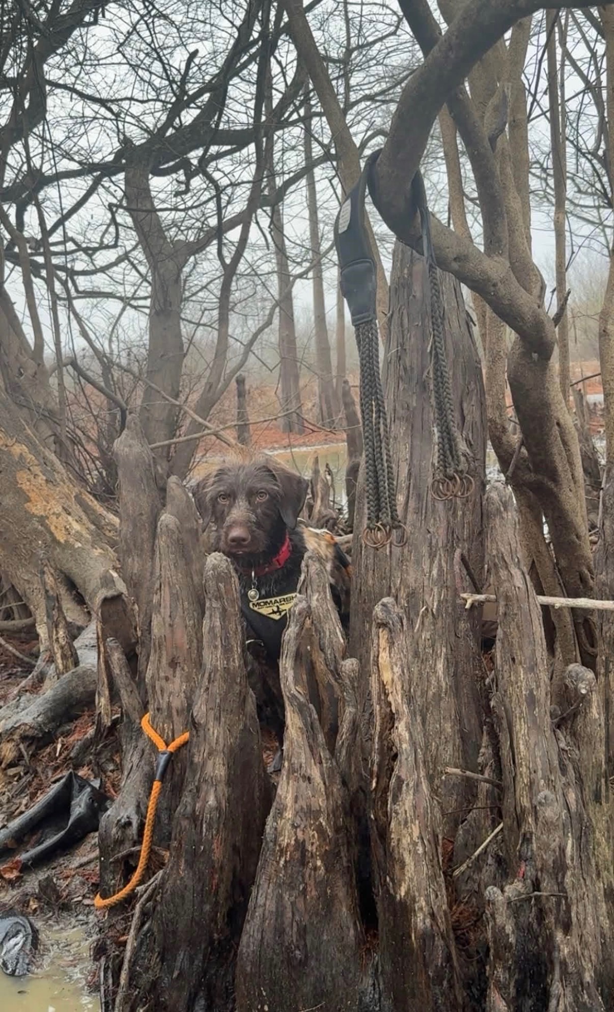 German Wirehaired Pointer