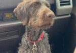 German Wirehaired Pointer