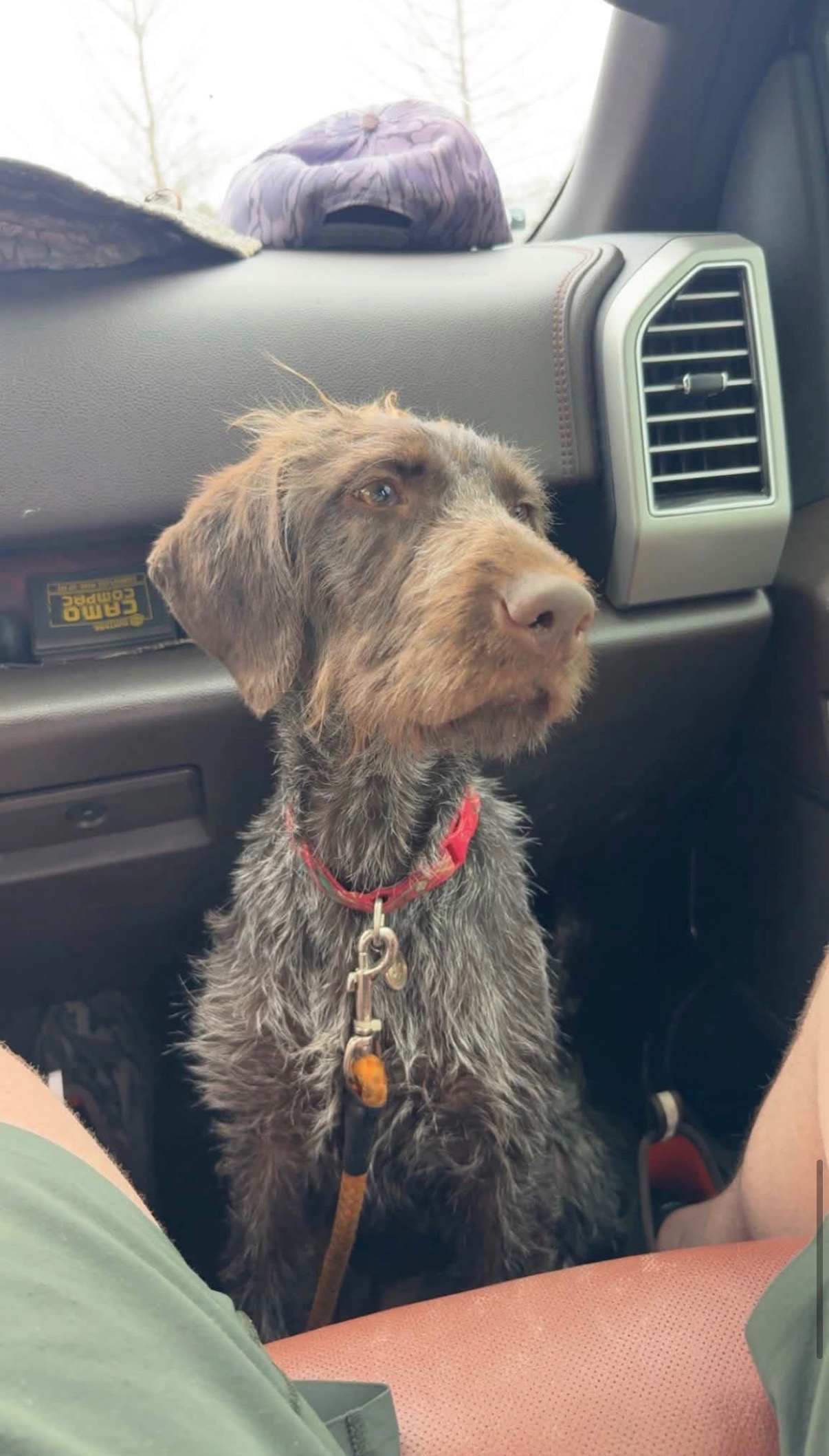 German Wirehaired Pointer