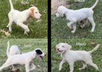 ENGLISH SETTER PUPS (Champion Lines)