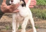 ENGLISH SETTER PUPS (Champion Lines)