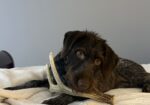 German Wirehaired Pointer