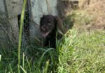 Field Bred Female English Cocker Spaniel