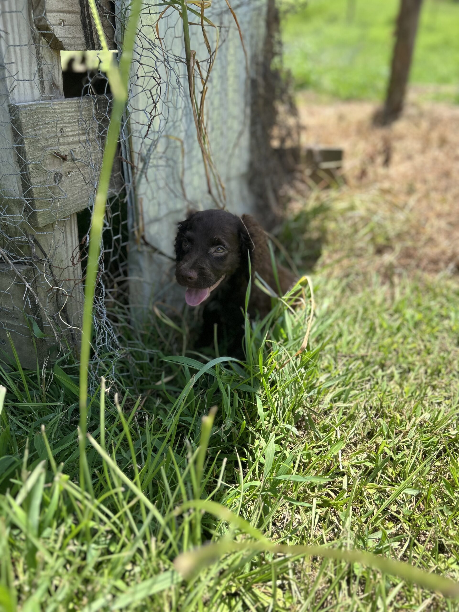 Field Bred Female English Cocker Spaniel