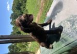 Field Bred Female English Cocker Spaniel
