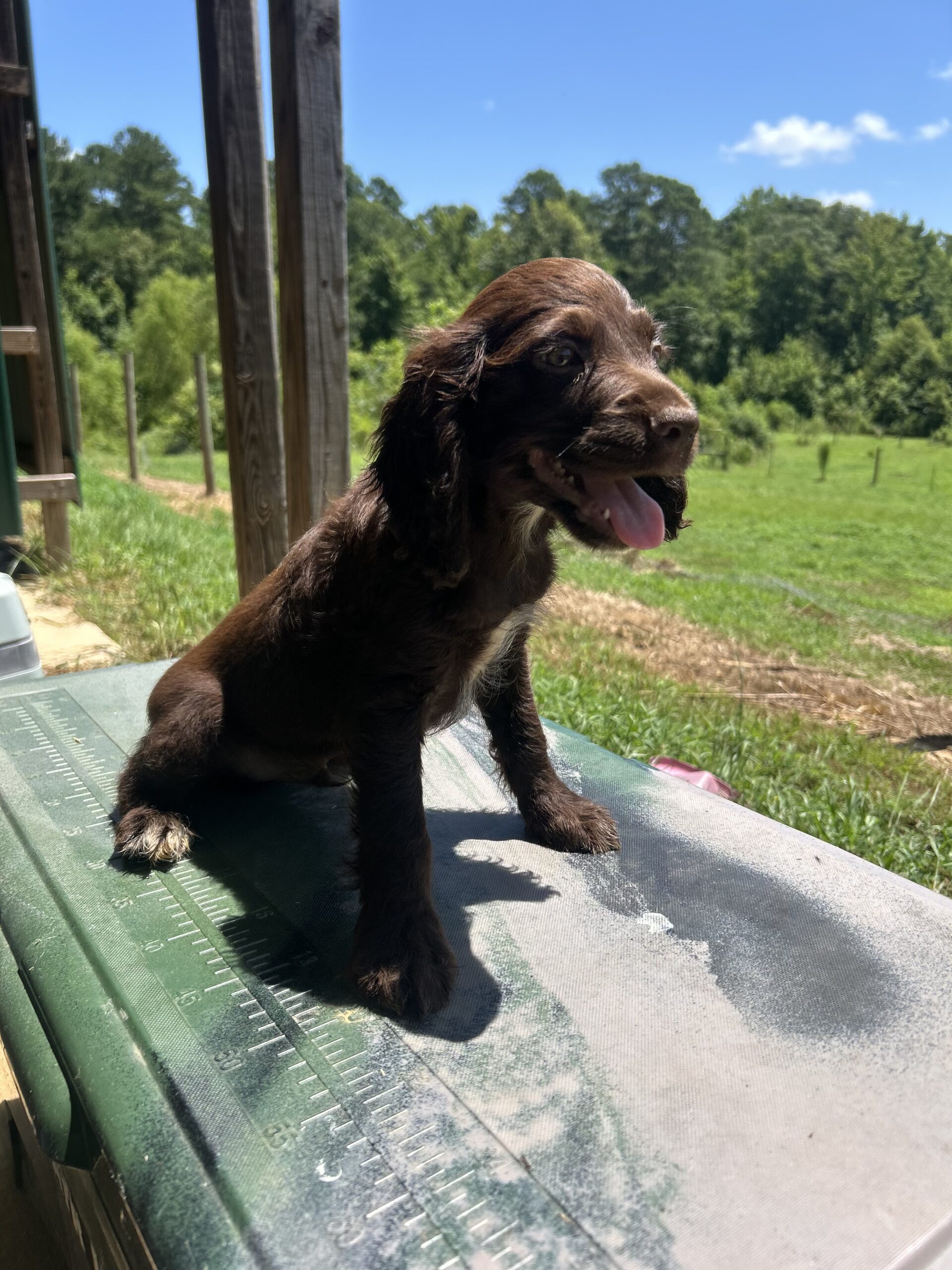 Field Bred Female English Cocker Spaniel