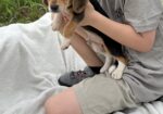 Beagle Puppies