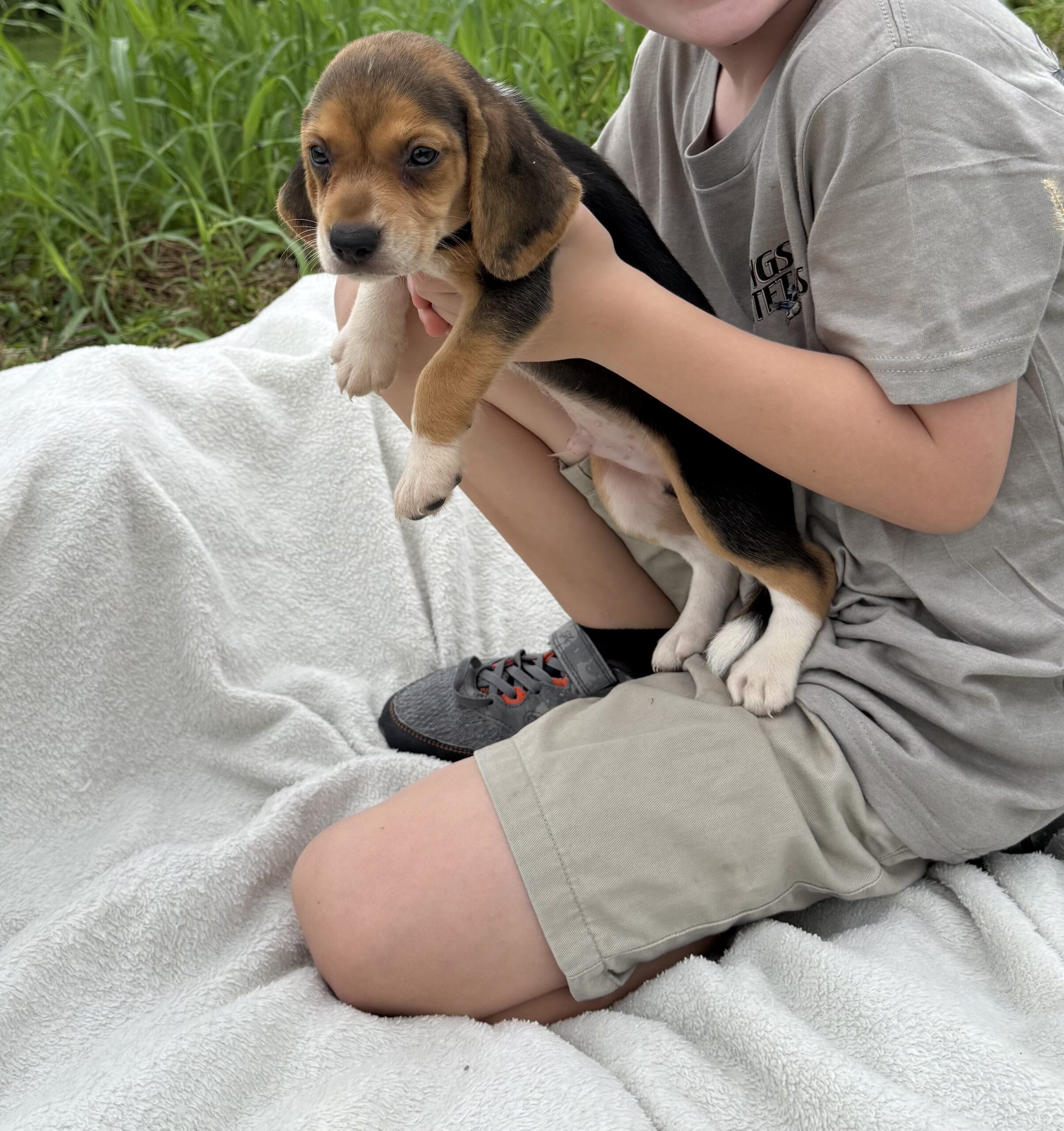 Beagle Puppies