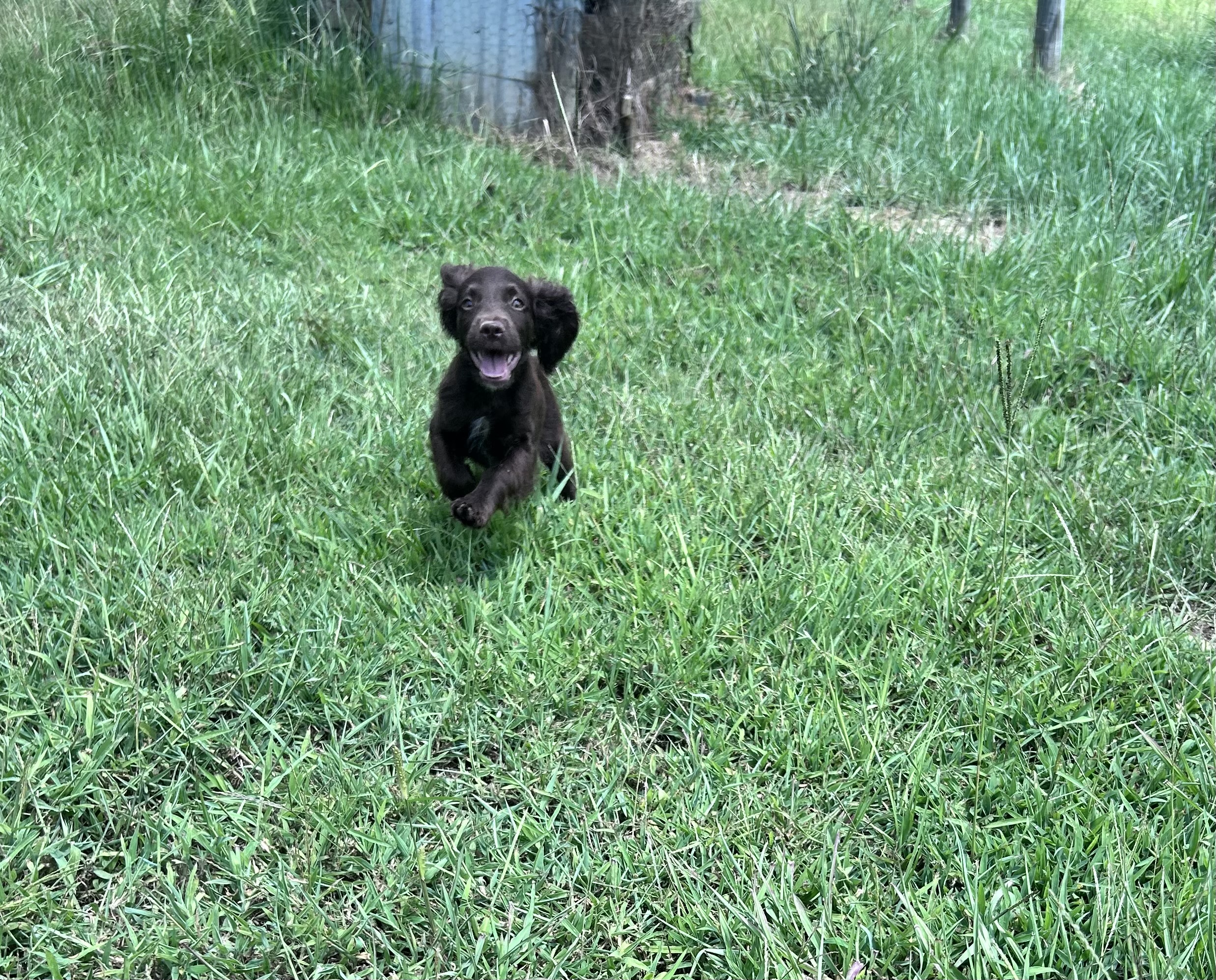 AKC Field Bred English Cocker Spaneil