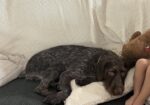 German Wirehaired Pointer