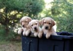 English/Show Black & Yellow Labrador Retrievers