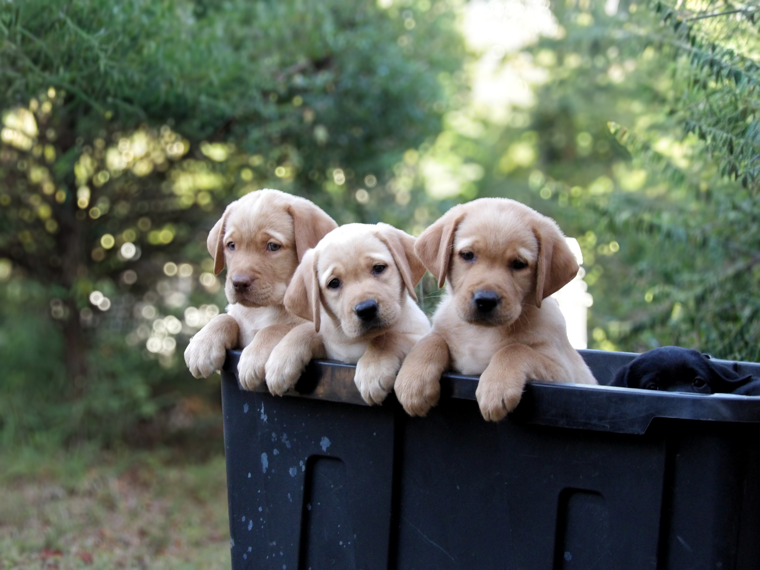 English/Show Black & Yellow Labrador Retrievers