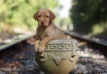 English/Show Black & Yellow Labrador Retrievers