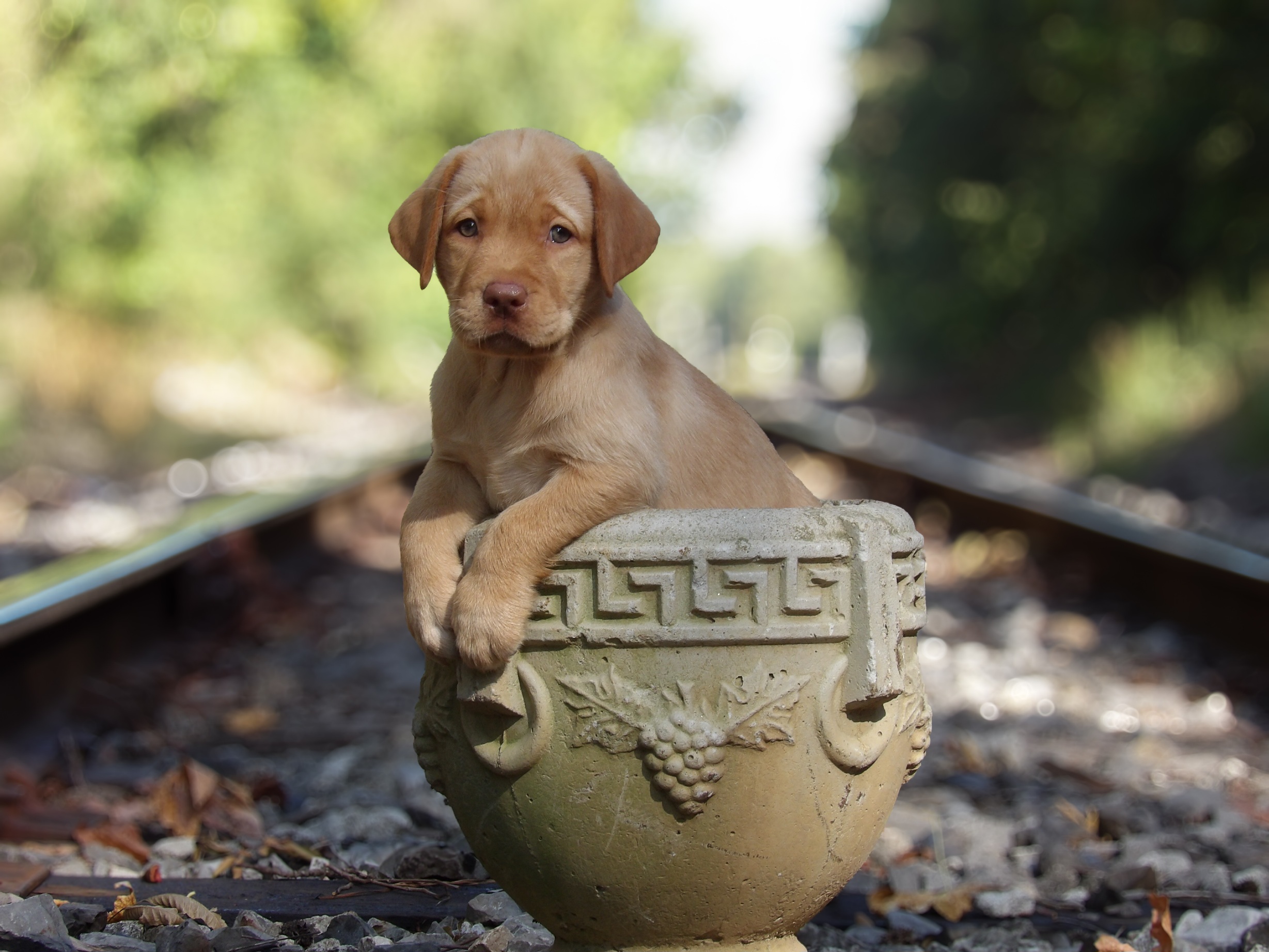 English/Show Black & Yellow Labrador Retrievers