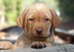 English/Show Black & Yellow Labrador Retrievers