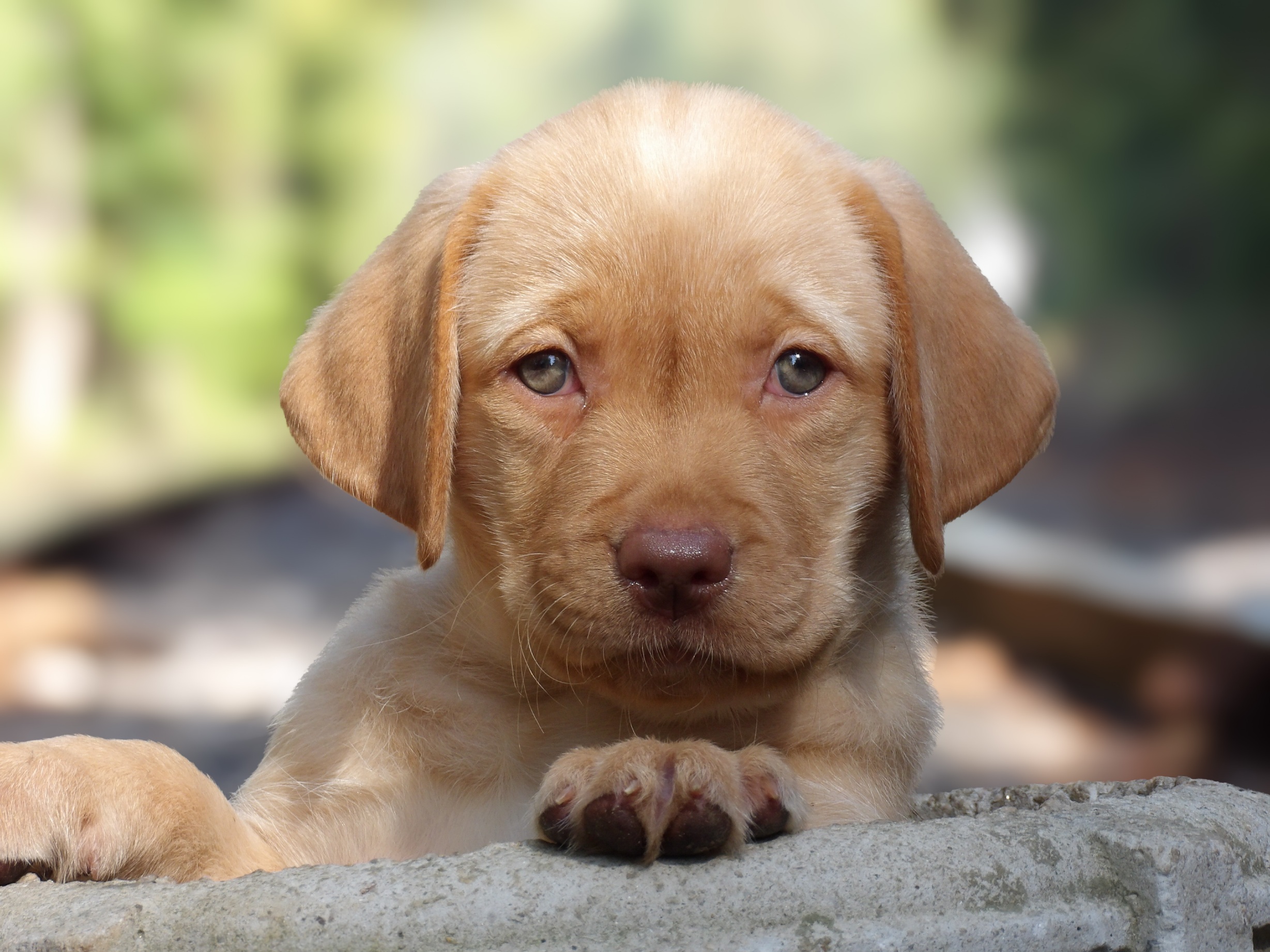 English/Show Black & Yellow Labrador Retrievers